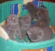 Отличные вислоухие котята и британка