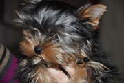 щенки йоркширского терьера