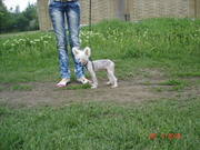 Подрощенная китайская хохлатая