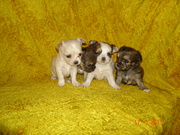 Длинношерстные чихуахуа