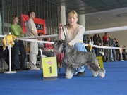 Предлагаем высококлассных щенков цвергшнауцера окраса перец с солью 