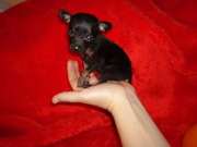 Той-терьер, Игрушечные детки, Мини, Супер-мини