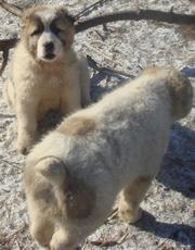 Продаются щенки среднеазиатской овчарки