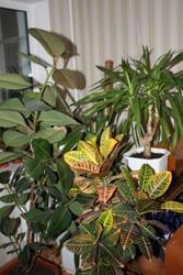 Продам коллекцию комнатных растений.