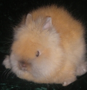 Ангорские карликовые крольчата из питомника