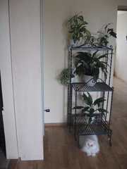 Продам подставку для цветов кованную 450 грн