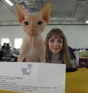 Вязка, донской сфинкс кремового окраса