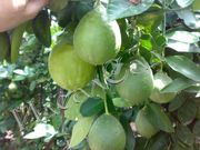 Цитрусовые растения