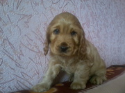 Продаю щеночков английского кокер-спаниеля