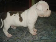 продаются щенки стаффа