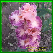 Прием заказов на ирисы бородатые и лилейники 2012