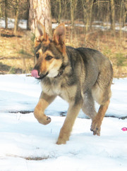 Восточно-европейская овчарка