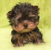 Продам Йоркширского терьера