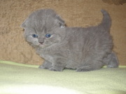 Шотландцы с чеширскими улыбками