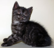 Шотландские прямоухие котята.