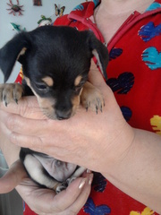 КУПИТЕ ТОЙ-ТЕРЬЕРА САМЫЙ ПРЕДАННЫЙ ДРУГ