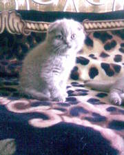 КОТЯТА ШОТЛ.ВИСЛОУХИЕ