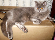 Продам шотландскую прямоухую кошечку!