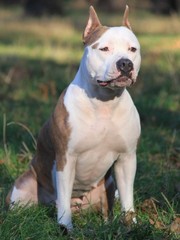 Продаются выставочные щенки Ам.Стафф терьера. От лучших производител