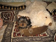 Щенки йоркширского терьера с документами высокого качества