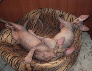 Канадский сфинкс, котята