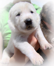 Щенки алабая (среднеазиатская овчарка)