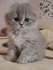 Продаются элитные котята шотландской вислоухой