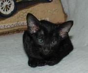 Черные ориентальные котята