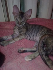 Продаются котята донского сфинкса