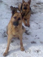 Отличные щенки немецкой овчарки.