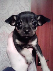 продам 2 щенка тойтерьера,  1, 5месяцев