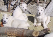 щенки среднеазиатской овчарки!!!