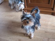 комочек любви йоркширский терьер