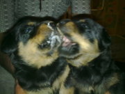 Щенки ротвейлера