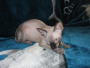 Голубоглазые колорные канадские сфинксы