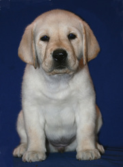 Щенки лабрадора ретривера питомник