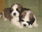 щенки сенбернара