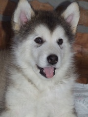 Продаются щенки Аляскинского маламута