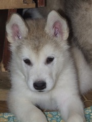 Аляскинский маламут - продаются щенки