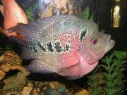 Продам дисковых флауэр хорнов Харьков