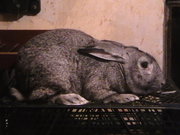 Продам взрослых кроликов 