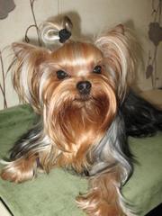 Вязка - йоркширский терьер