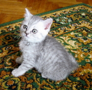 Нежнейшая шотландская кошечка