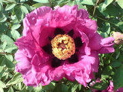 Пион древовидный Paeonia suffruticosa