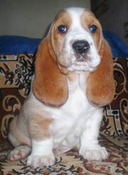 Длинноухие щеночки Бассет Хаунда!!