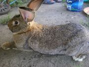 Продам кроликов