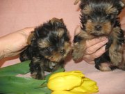 Продам щенков йорка (девочки)