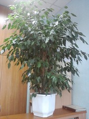 продам Шикарный Фикус для дома и офиса