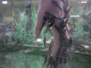 Продам Запорожье GARRA RUFA - рыба доктор для SPA салонов             