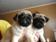 Щенки мопса.Девочки 2 мес.